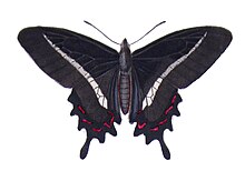 Parides bunichus - Castelnau.jpg