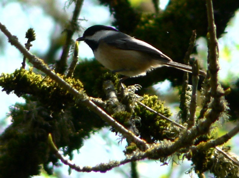 File:Parus atricapillus 01345t.JPG