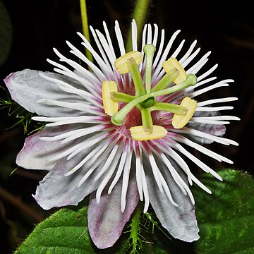 File:Passiflora white.JPG