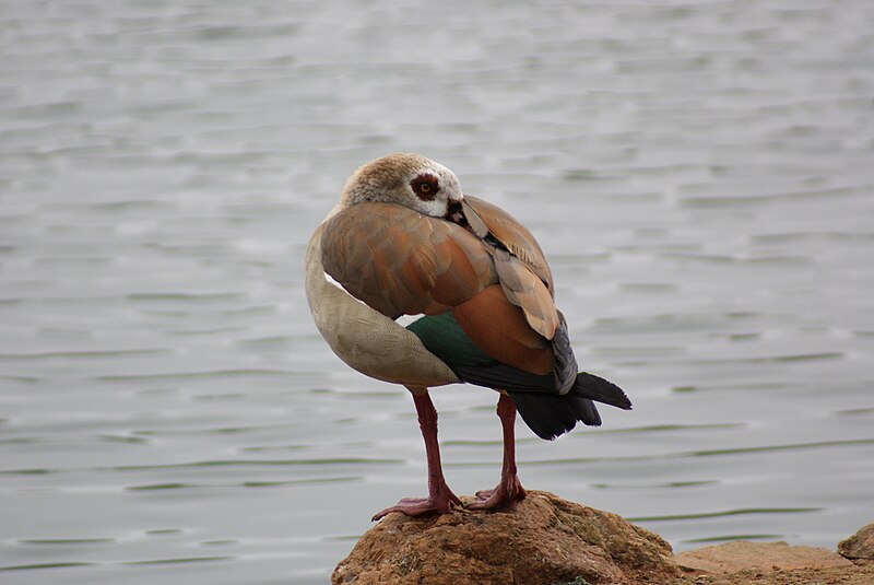 File:Pato no Zoológico de São Paulo.jpg