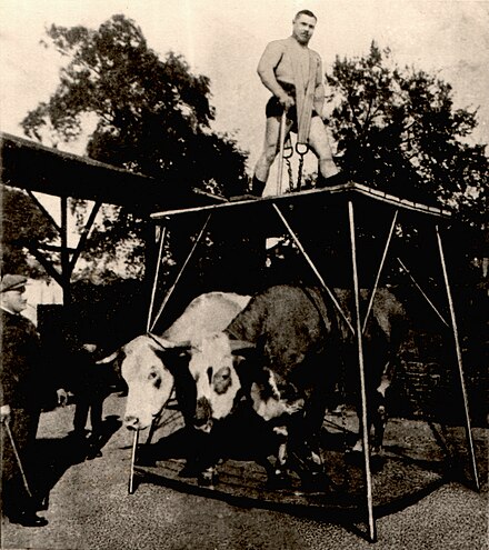 Paul Trappen lifts two oxen in 1913. Paul Trappen beim Ochsenheben (1913).jpg