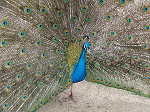 The body feathers of Pavo cristatus (peacock) are coloured with shining blue.