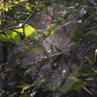 Pear-shaped leucauge spider (Opadometa fastigata) webs