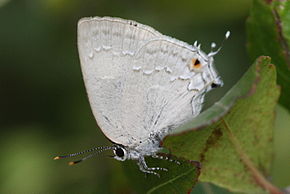 Descripción de la imagen .jpg de Hairstreak gris nacarado (Strephonota tephraeus).