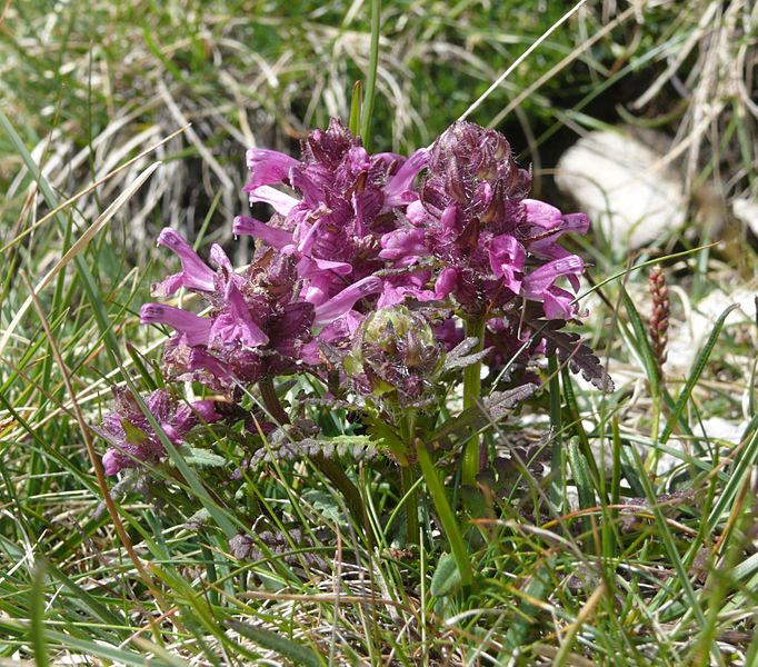 File:Pedicularis verticillata 060707.jpg