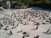 The Boulders penguin colony.