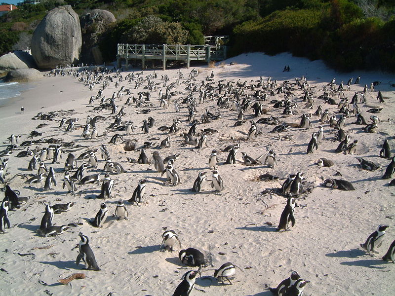 File:Penguins on boulders beach.jpg