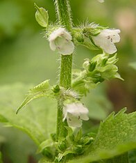 Perilla frutescens, detalhe da inflorescência com ramos nos nós (esquerda);  Sementes (direita)