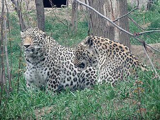 A breeding pair of Persian leopards Persian leopards.jpg