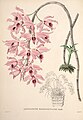 Dendrobium anosmum (as syn. Dendrobium macrophyllum) plate 40 in: Jean Jules Linden: Pescatorea Bruxelles (1860)