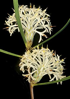 <i>Petrophile heterophylla</i> Species of shrub endemic to Western Australia