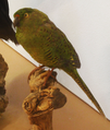 Western Ground Parrot.