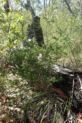 Habit in the Sherwood Nature Reserve Philotheca papillata habit.jpg