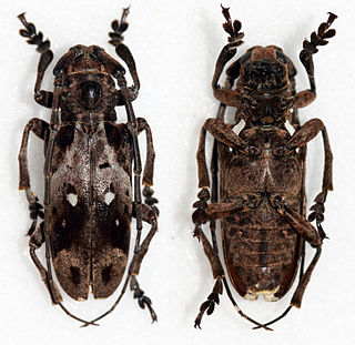 <i>Phryneta bulbifera</i> Species of beetle