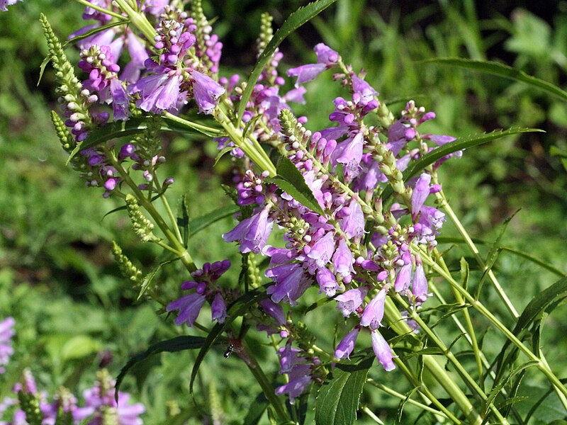 File:Physostegia virginiana 9668.jpg