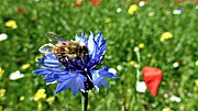 Thumbnail for File:Piani di Castelluccio fioritura 1.jpg