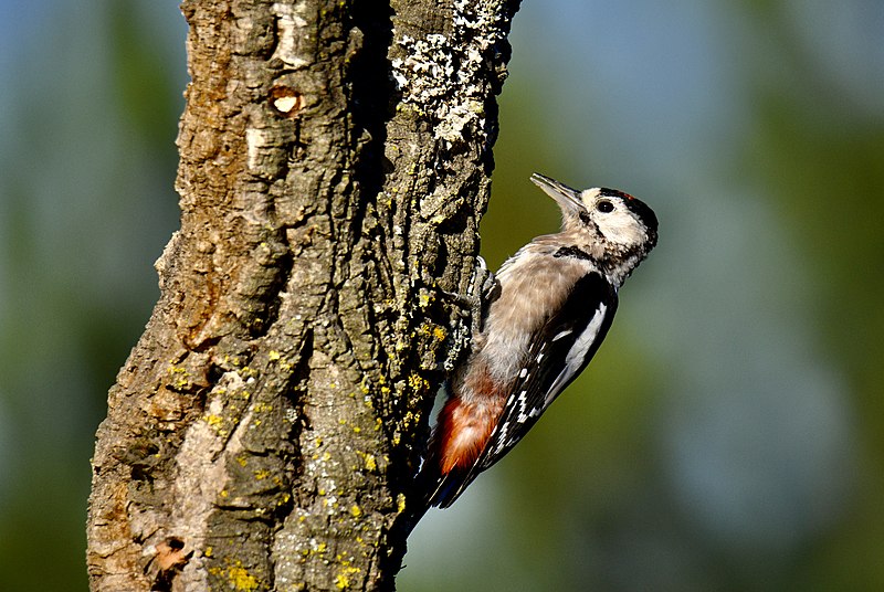 File:Pica-pau-malhado-grande, Great Spotted Woodpecker (51108759853).jpg