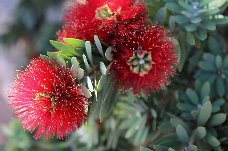 File:PikiWiki Israel 45550 Plants of Israel.jpg