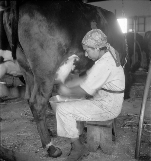 A cow being milked in British Palestine, 1936