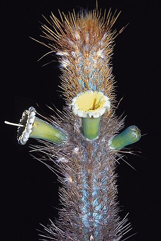 <i>Pilosocereus albisummus</i> Species of cactus
