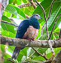 Thumbnail for Pink-bellied imperial pigeon