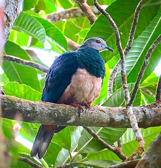 <span class="mw-page-title-main">Pink-bellied imperial pigeon</span> Species of bird