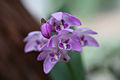 Dendrobium kingianum