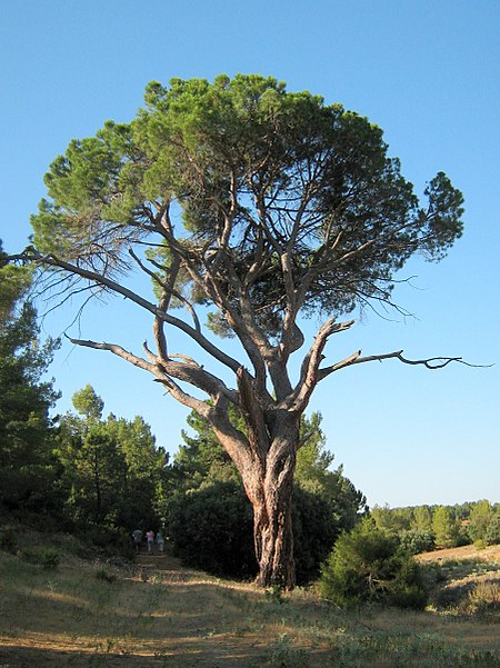 Pino del Guapero (Casasola, Alcadozo).jpg