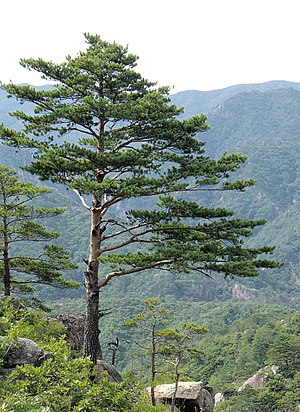 Pine: Genus of plants in the conifer family Pinaceae