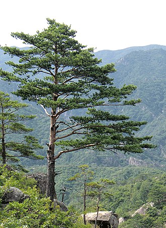 Pinus densiflora, a widespread tree in North Korea Pinus densiflora Kumgangsan.jpg