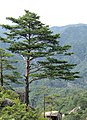 Borovice hustokvětá, na hoře Kumgangsan, v provincii Kangwon, v Severní Koreji.