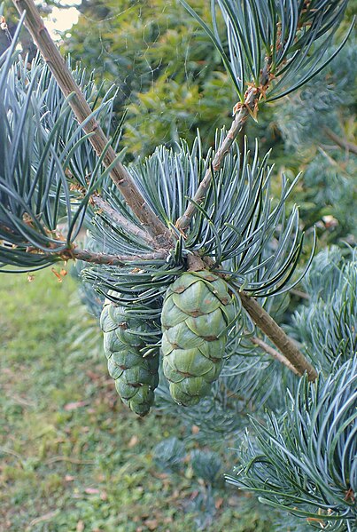 File:Pinus wangii subsp kwangtungensis kz3.jpg