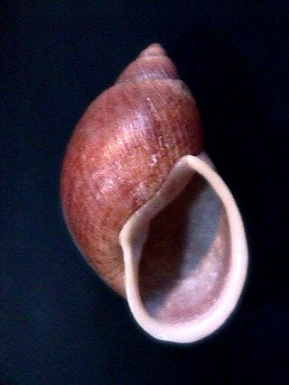 <i>Dryptus marmoratus</i> Species of gastropod