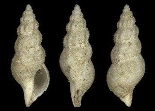 <i>Pleurotomella verticicostata</i> Extinct species of gastropod