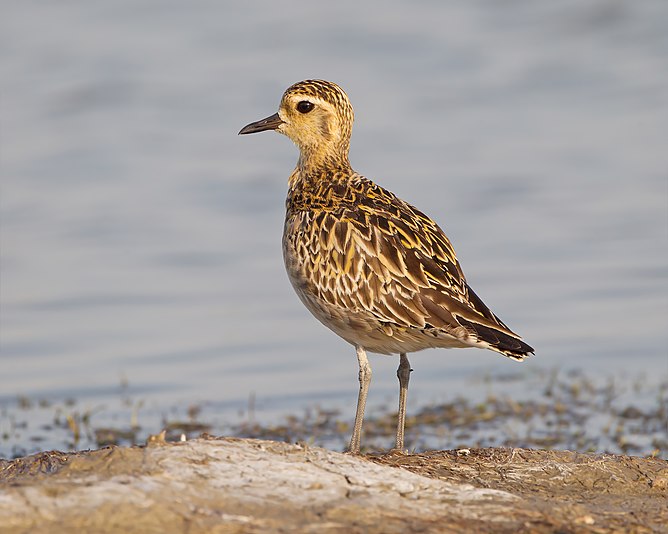 Pacific Golden Plover