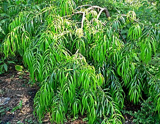 <i>Podocarpus matudae</i> Species of conifer