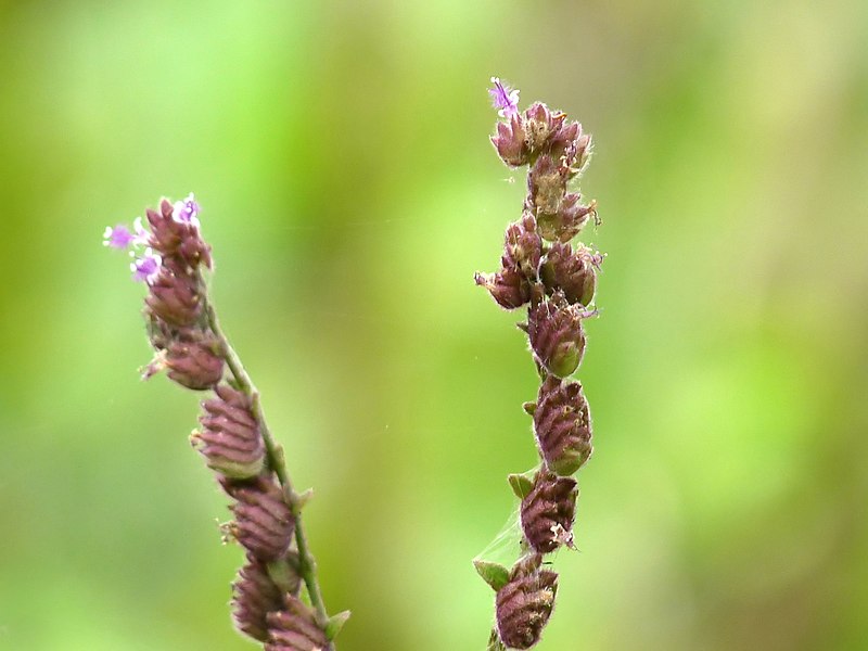 File:Pogostemon purpurascens in Kadavoor.jpg