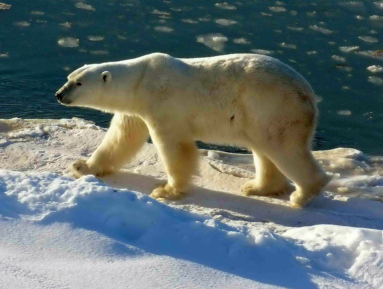 Білий ведмідь (Ursus maritimus)