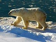 Polar bear in Manitoba, Canada. November 2004. Polar Bear 2004-11-15.jpg