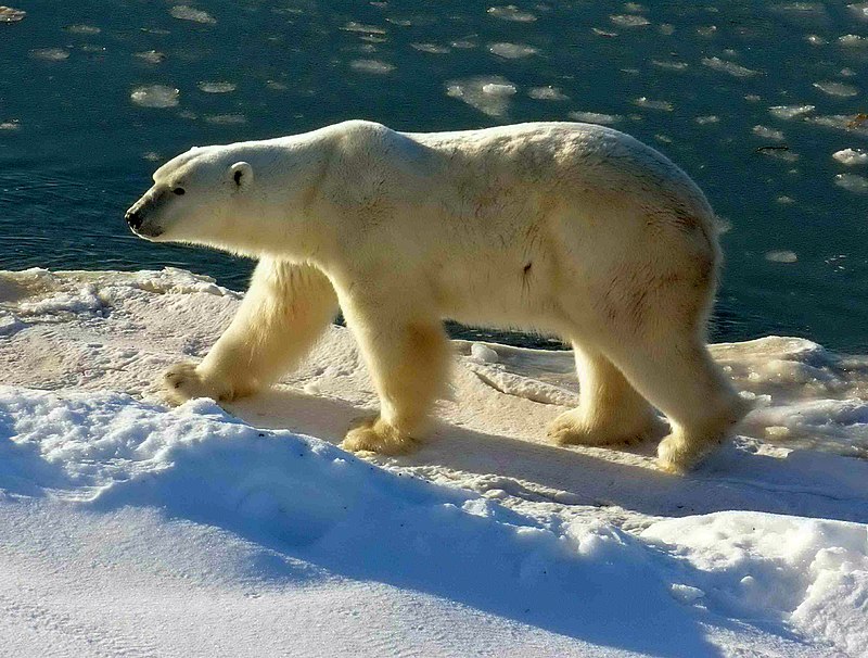 Animaux. Les ours polaires en déclin dans le nord du Canada, alerte une  étude