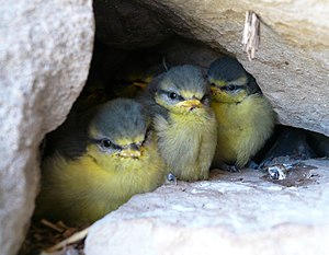 Llista D'ocells De Catalunya