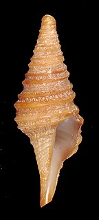 <i>Polystira gruneri</i> Species of gastropod