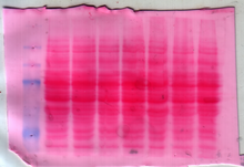 Membrane de nitrocellulose