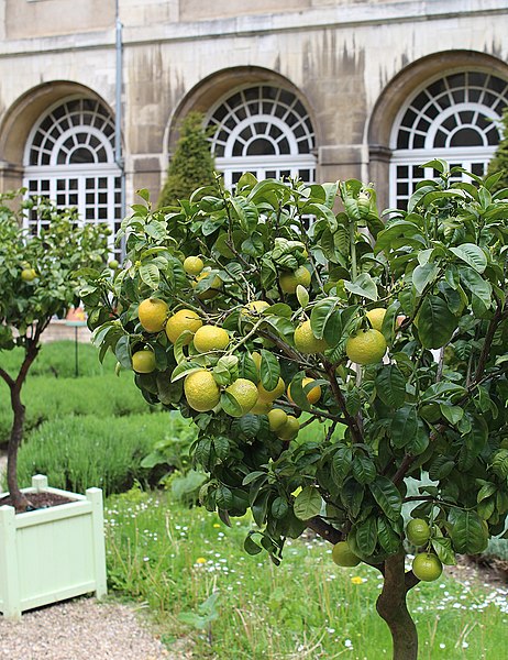 File:Pont-à-Mousson, Norbertine abbey, the cloister garden-2.jpg