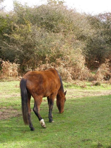 File:Pony grazing on the path through Fletchers Thorns, New Forest - geograph.org.uk - 277656.jpg