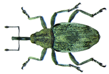 Poophagus sisymbrii (Фабрициус, 1776) (8553756323) .png