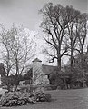 St Peter's Church, Preston Village, Brighton, English elms regrowing after lopping (1951)