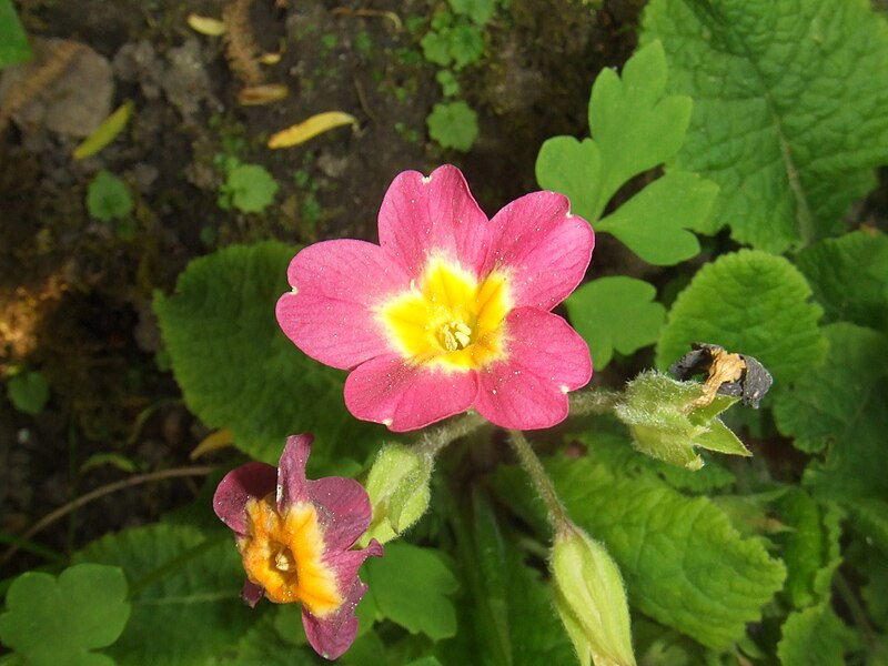 File:Primula rosea 'Grandiflora'.jpg