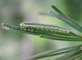 Pristiphora laricis larva on Larix decidua, Zawodnica modrzewiowa na modrzewiu, Białowieża, Polska, 06,2006