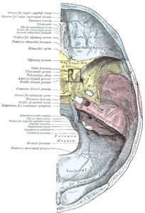 Superfície superior de la base del crani (etiqueta del procés clinoide anterior visible al centre esquerre. L'os esfenoide és groc)
